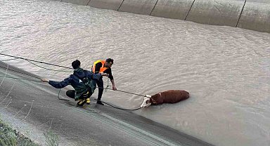 Kars'ta sulama kanalına düşen hayvanlardan 2'si telef oldu