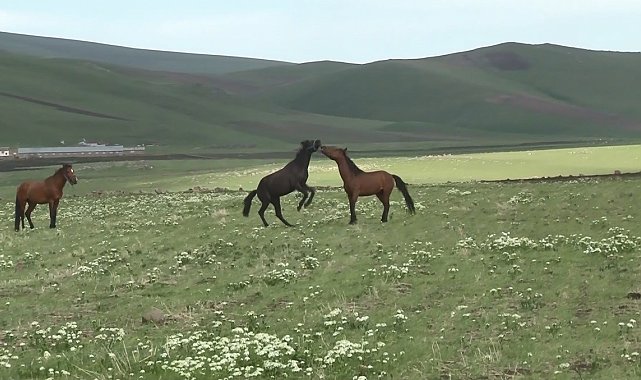 Kars'ta yılkı atlarının güreşi kamerada