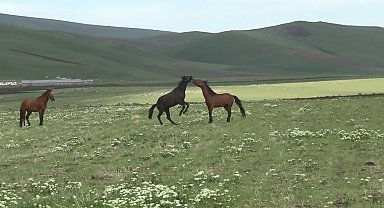Kars'ta yılkı atlarının güreşi kamerada