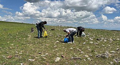Karslılar şifalı bitkileri toplamak için dağ taş geziyor