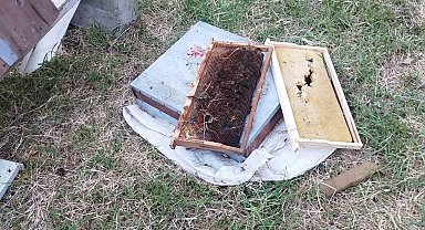 Kastamonu'da ayı 6 arı kovanını parçaladı