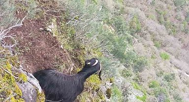 Kayalıklarda mahsur kalan keçiyi AFAD ekipleri kurtardı