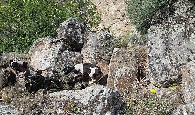 Kaybolan inekler, uçurumda bulundu