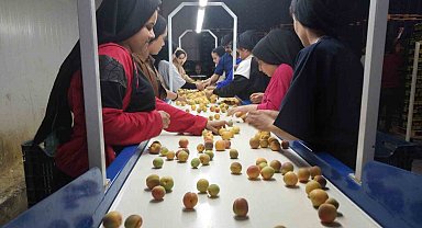 Kayısıda hasat yoğunlaştı, ihracat başladı