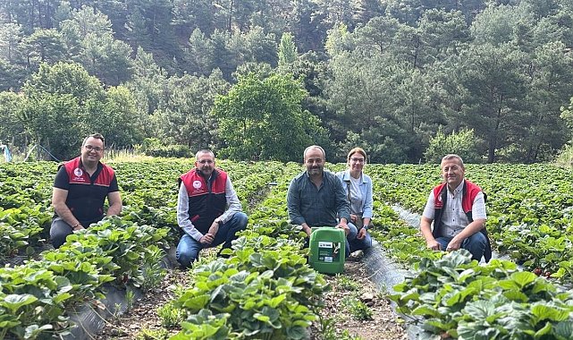 Kaymakam Özderin, çilek hasadına katıldı