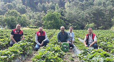 Kaymakam Özderin, çilek hasadına katıldı