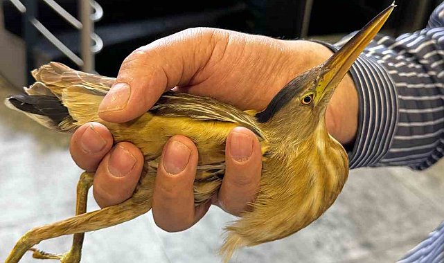 Kayseri'de nesli tükenmekte olan balaban kuşu görüldü