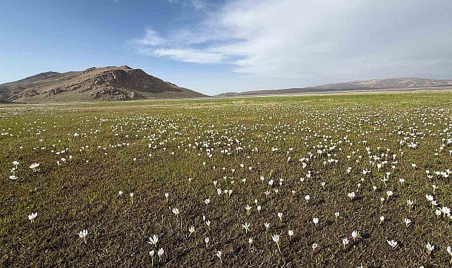 Keşiş Gölü kardelenlerle bezendi
