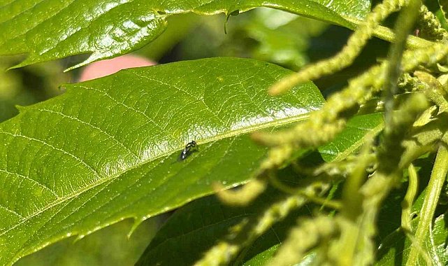 Kestane gal arısına karşı biyolojik mücadele: Avcı böcekler doğaya salındı