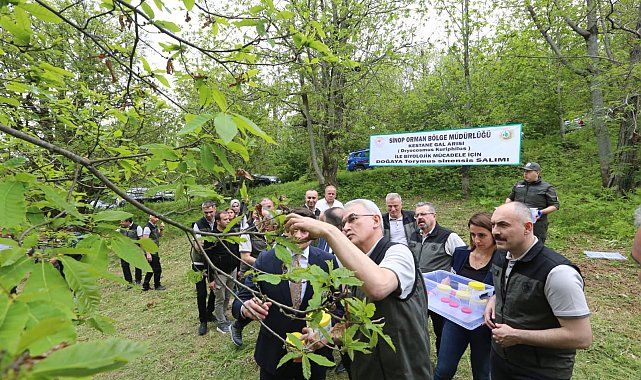 Kestane gal arısına karşı doğa dostu çözüm: Avcı böcek