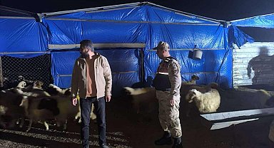 Kilis İl Jandarma Komutanlığı kayıp küçükbaş hayvanları buldu