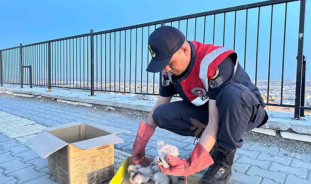 Kilis'te 4 kartal yavrusu yol kenarında bulundu