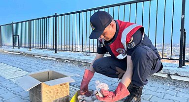 Kilis'te 4 kartal yavrusu yol kenarında bulundu