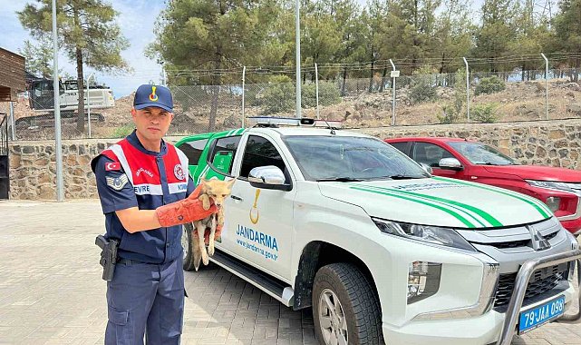 Kilis'te yaralı halde bulunan tilki koruma altına alındı