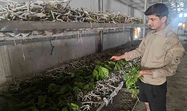 Kilosu bin lira olan ipek böcekciliği, Batman'da 150 ailenin önemli geçim kaynağı arasında yer alıyor