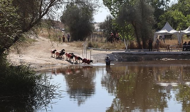 Kınalı koçlar bu yıl sudan daha erken karşıya geçecek