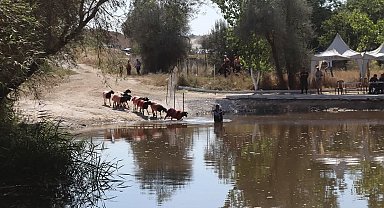 Kınalı koçlar bu yıl sudan daha erken karşıya geçecek
