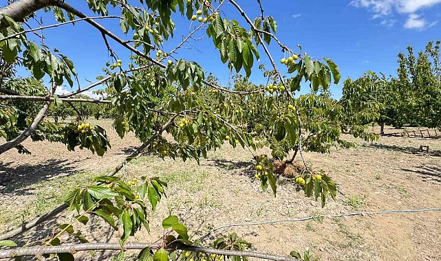 Kirazlı'da soğuk hava kiraz hasadını vurdu