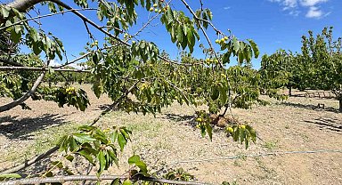 Kirazlı'da soğuk hava kiraz hasadını vurdu