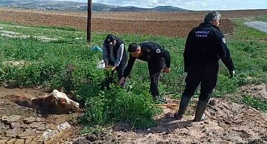 Kırıkkale'de bataklığa saplanan ineği itfaiye kurtardı