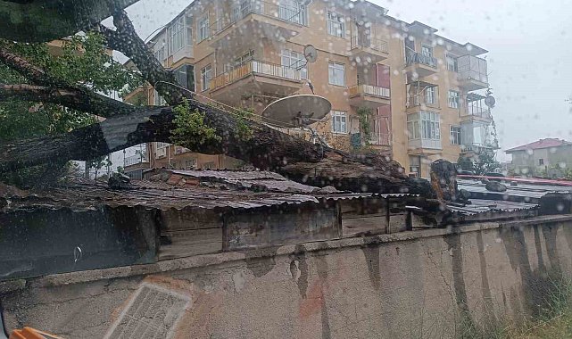 Kırıkkale'de fırtına ağacı devirdi