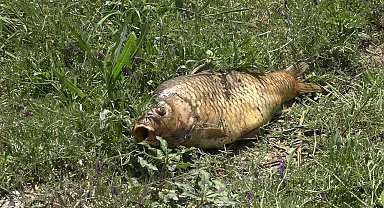 Kırklareli'nde göleti kirlettiği iddia edilen çiftliğe ceza