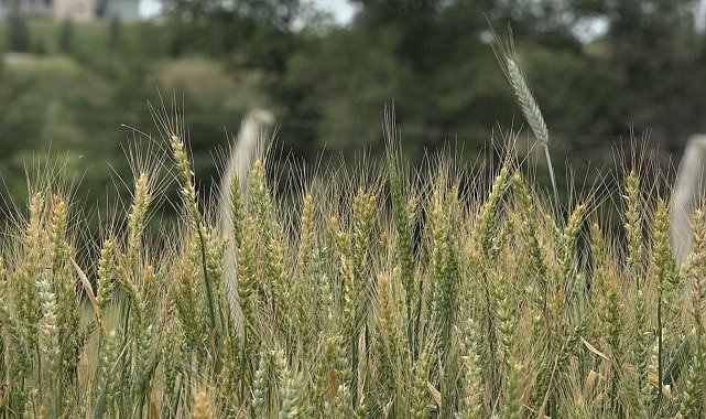 Kış aylarındaki kuraklık Trakya'da buğdayları vurdu