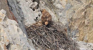 Kızıl şahin yavrusu son anda kurtarıldı