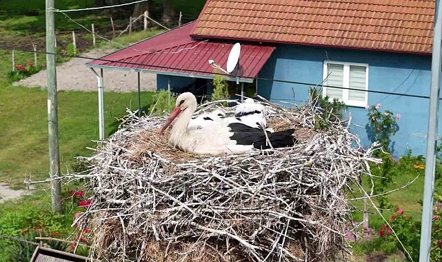Kızılırmak Deltası'nda görsel şölen: Leylekler, mandalar, atlar, develer ve su papatyaları