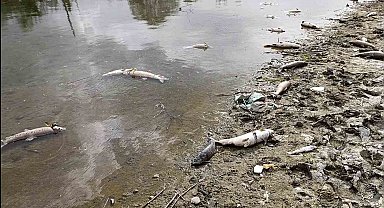 Kızılırmak Nehri'nde elektrik akımıyla avlanan şahıslar onlarca balığı telef etti