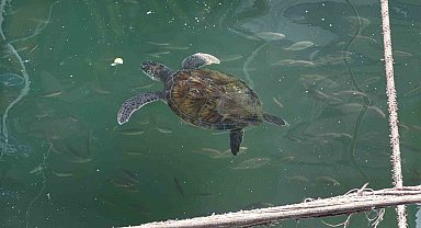 Kolay beslenmeye alışan deniz kaplumbağaları balıkçı barınağını terk etmiyor
