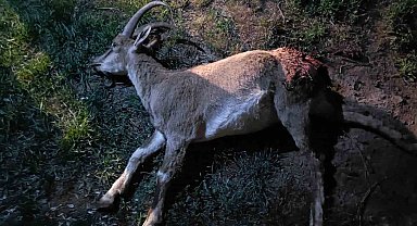 Konya'da koruma altındaki yaban keçisini avlayan 2 kişiye 687 bin 974 lira ceza kesildi