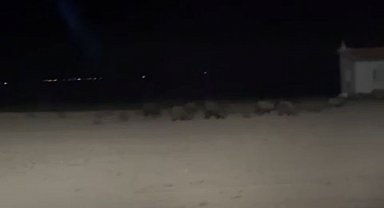 Konya'da tarım alanlarında domuz nöbeti