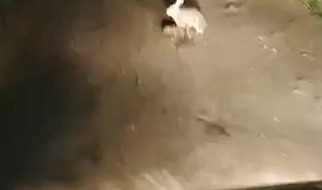 Korkmadı, kaçmadı... "Ana yüreği korku tanımaz"