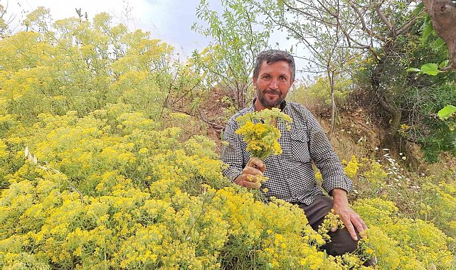 Köy usulü kantaron yağına yoğun ilgi