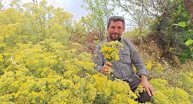Köy usulü kantaron yağına yoğun ilgi
