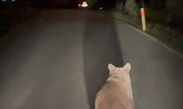 Köy yolunda koşan ayı kamerada