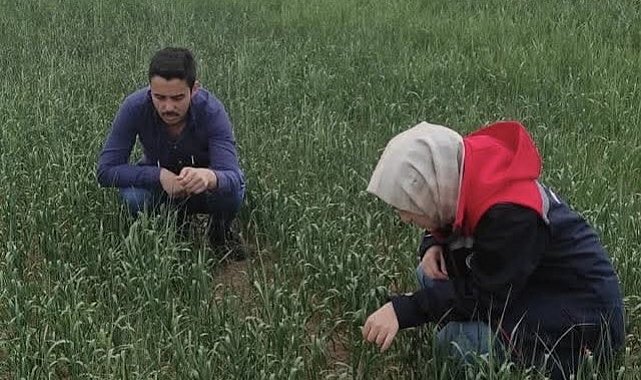 Kulu'da süne sürvey çalışmaları devam ediyor