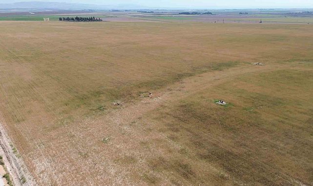 Kuraklık nedeniyle toprakta yarılmaların yaşandığı Amik Ovası'nda buğdaylar hasat olgunluğuna ulaşamadı