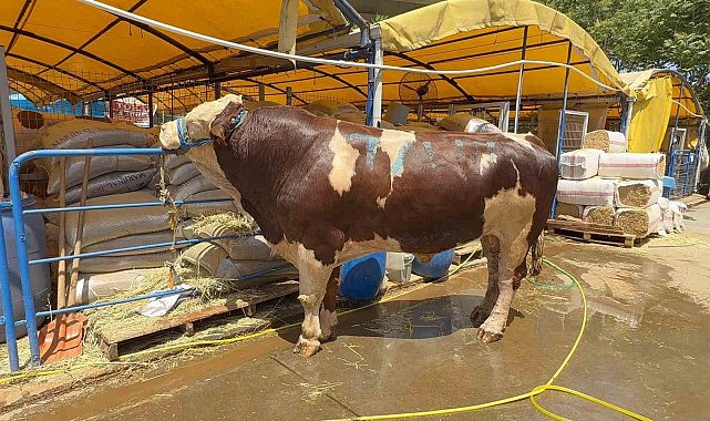 Kurban pazarının şampiyonu oldu: 1 ton 200 kiloluk dana 420 bin TL'ye alıcı buldu