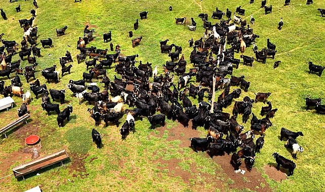 Kurbanlık satışları başladı, talep geçmiş yıllara göre düşük kaldı