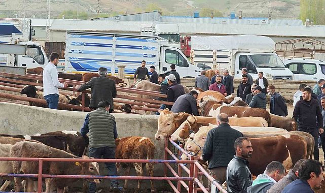 Kurbanlıklar görücüye çıktı