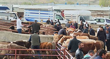 Kurbanlıklar görücüye çıktı