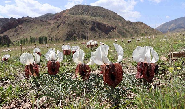Kurt kulağı çiçekleri açtı