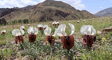 Kurt kulağı çiçekleri açtı