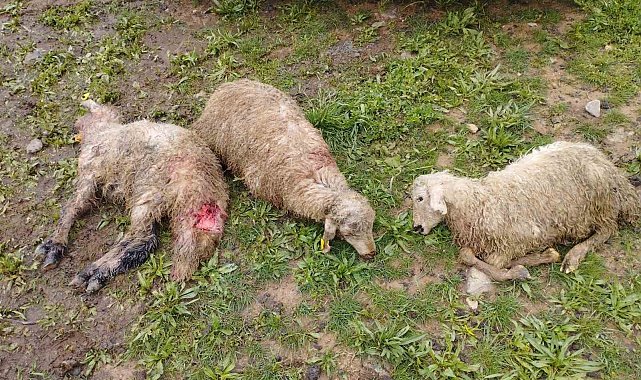 Kurt sürüsü 60 kuzuyu telef etti