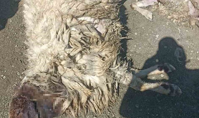 Kurtlar sabaha karşı girdiği ağılda 12 koyunu telef etti 20'sini yaraladı