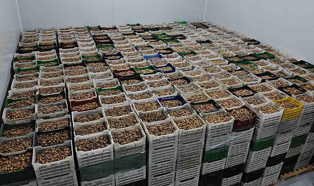 Kuru incir ihracatı yüzde 28 büyüdü