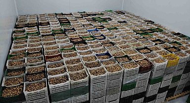 Kuru incir ihracatı yüzde 28 büyüdü