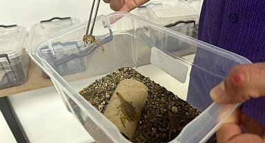 Kuşadası'nda sarı akrep ve zehir üretim tesisi kuruldu